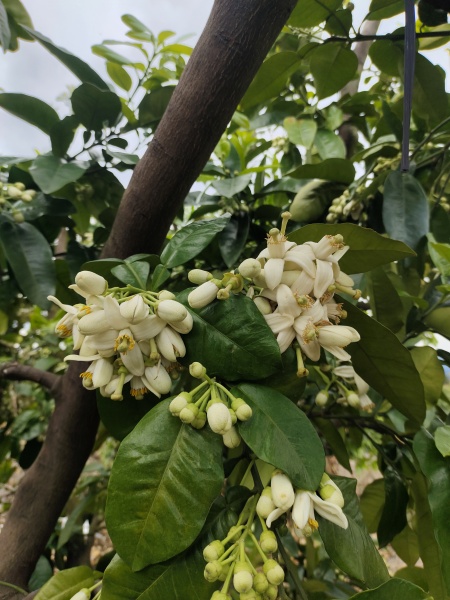 柚子花开了