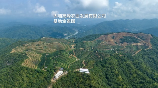 高峰基地鸟瞰图